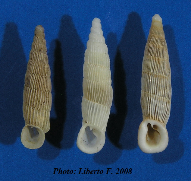 Lampedusa melitensis